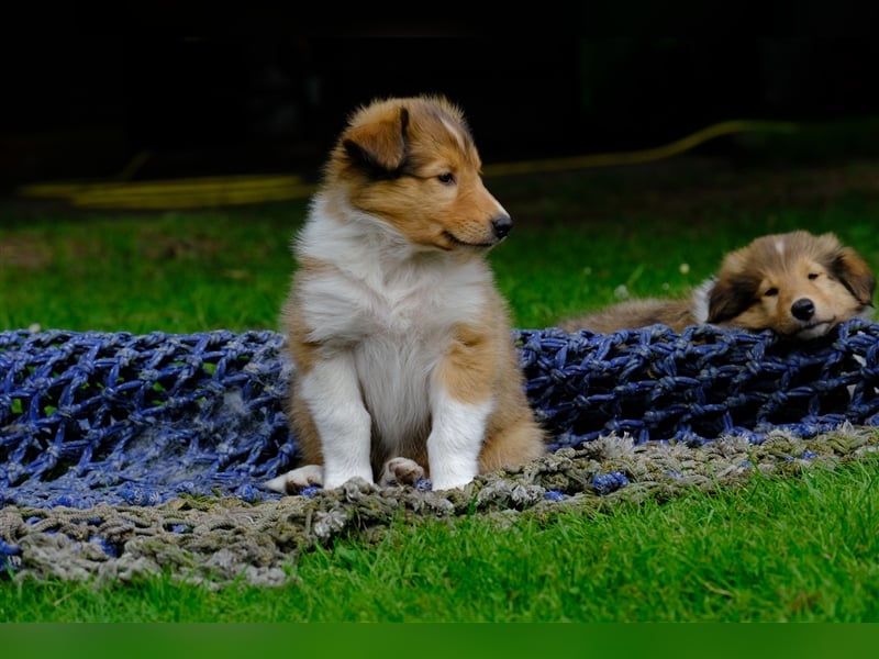 Familienfreundliche Colliewelpen