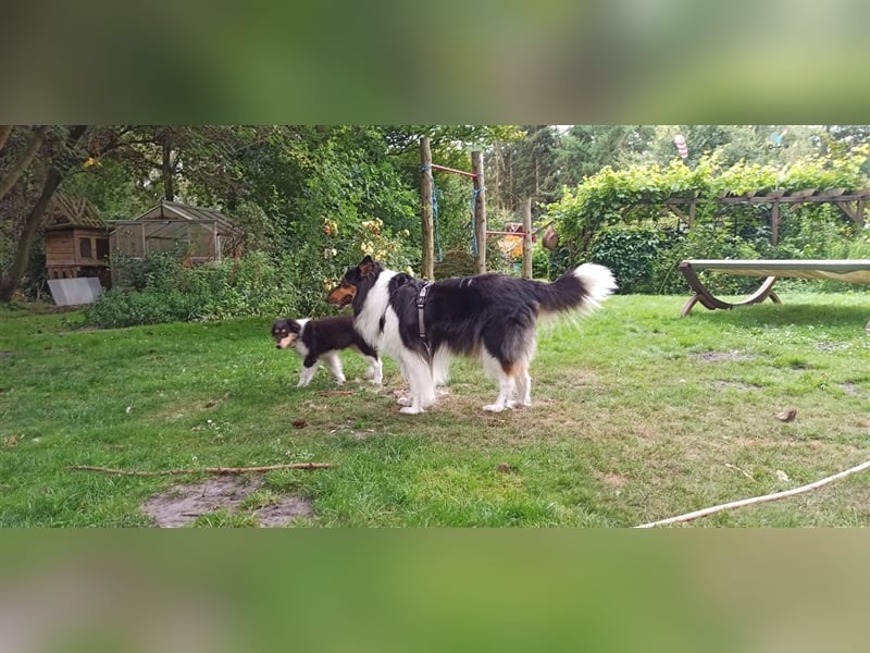 Familienfreundliche amerikanische Collies