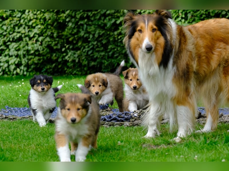 Familienfreundliche Colliewelpen