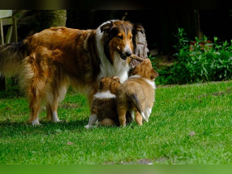 Familienfreundliche Colliewelpen