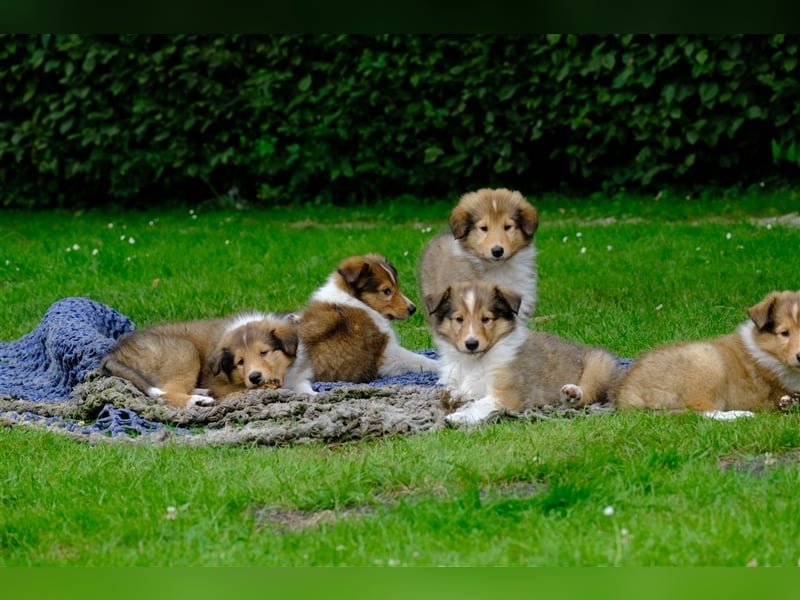 Familienfreundliche Colliewelpen