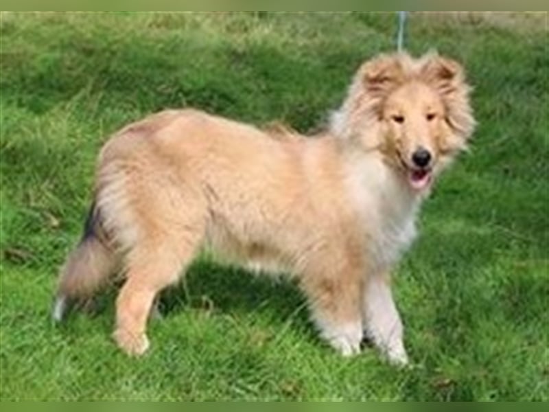 Collie Welpen aus VDH Zucht