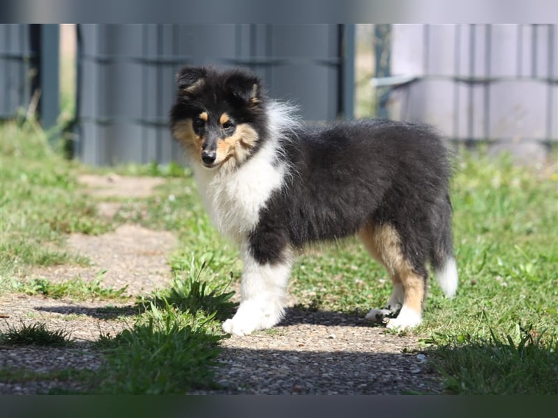 Collie Langhaar Junghunde aus liebvoller Aufzucht