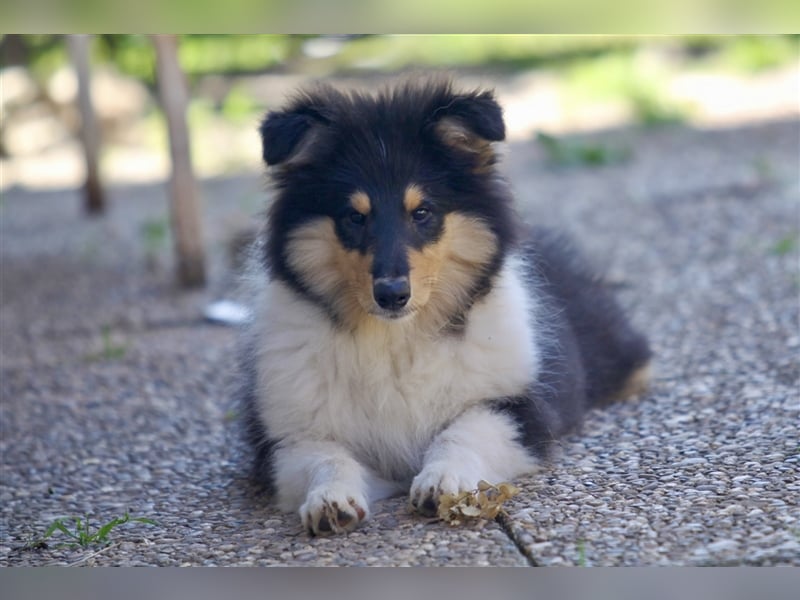 Collie Langhaar Junghunde aus liebevoller Aufzucht