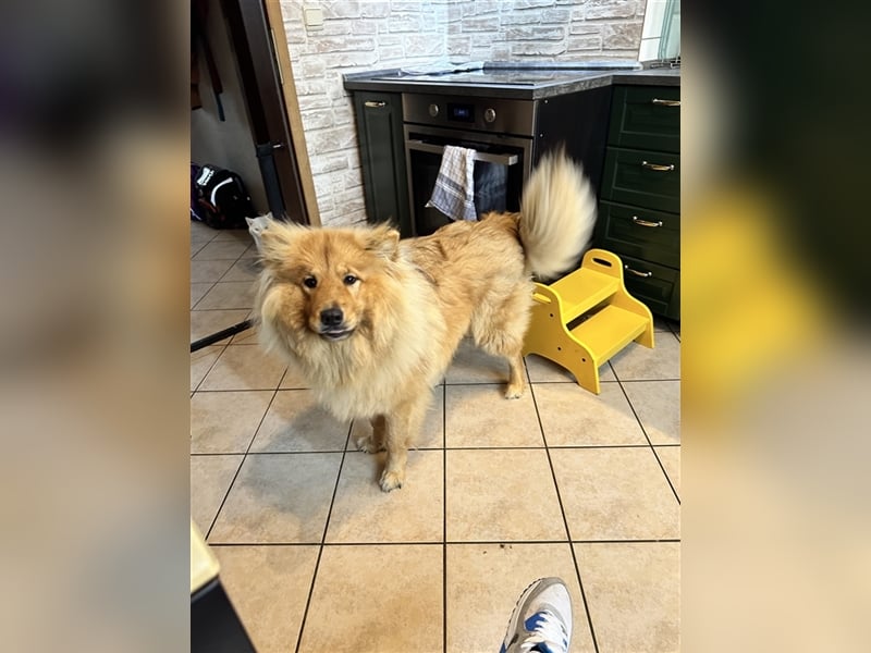 Collie ChowChow Mix sucht ein neues Zuhause