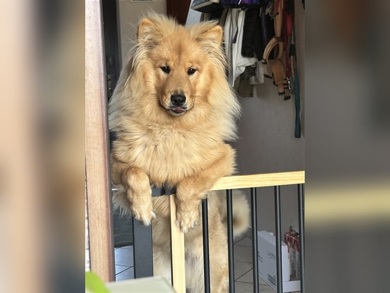 Collie ChowChow Mix sucht ein neues Zuhause