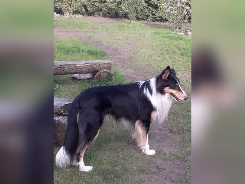 Colliejungs (altschottische Linie), 8 Monate alt suchen liebevolles Fürimmerzuhause