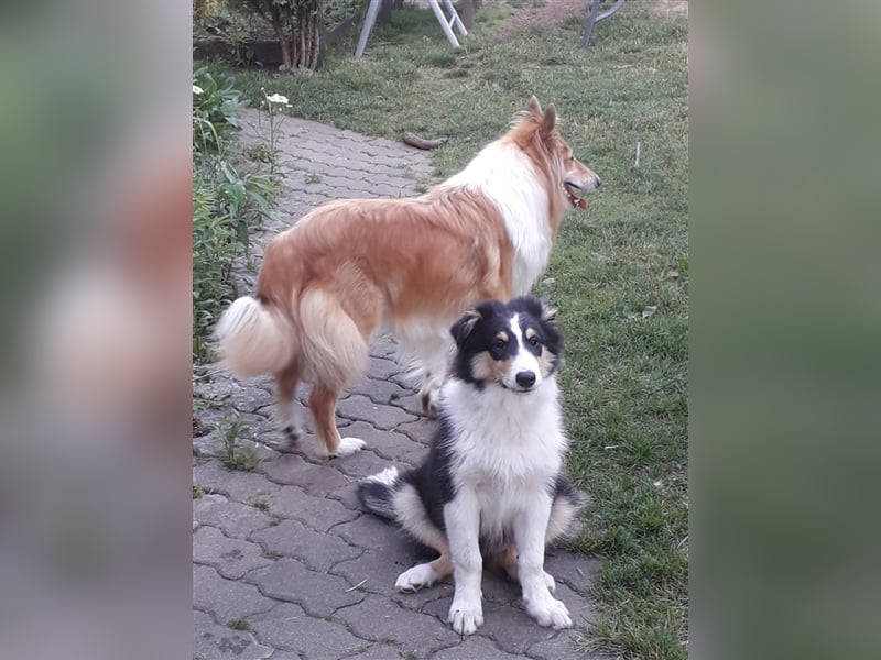 Colliejungs (altschottische Linie), 8 Monate alt suchen liebevolles Fürimmerzuhause