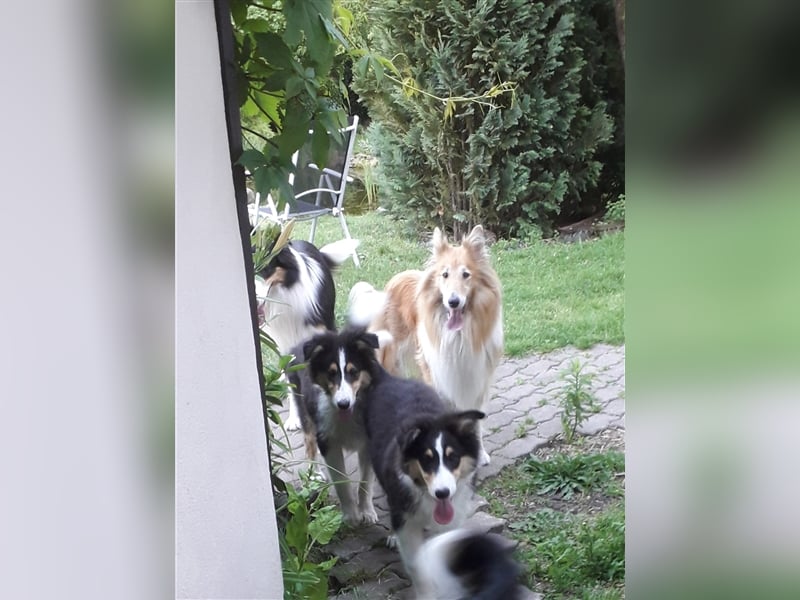 Colliejungs (altschottische Linie), 8 Monate alt suchen liebevolles Fürimmerzuhause