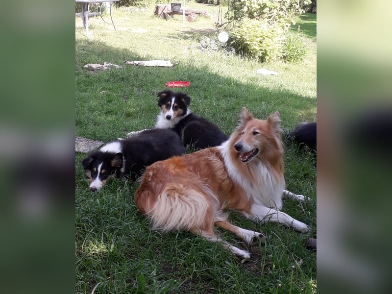 Colliejungs (altschottische Linie), 8 Monate alt suchen liebevolles Fürimmerzuhause