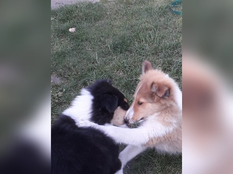 Colliejungs (altschottische Linie), 8 Monate alt suchen liebevolles Fürimmerzuhause