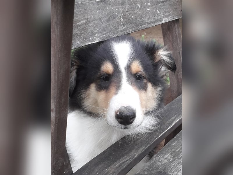 Colliejungs (altschottische Linie), 8 Monate alt suchen liebevolles Fürimmerzuhause