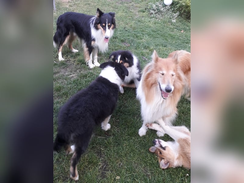 Colliejungs (altschottische Linie), 8 Monate alt suchen liebevolles Fürimmerzuhause