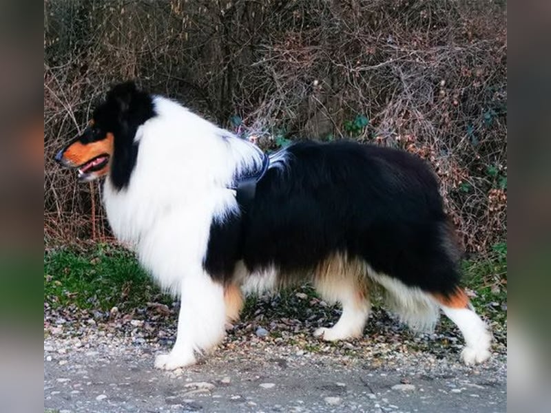 Langhaar Collie Rüde in erfahrene Hände abzugeben.