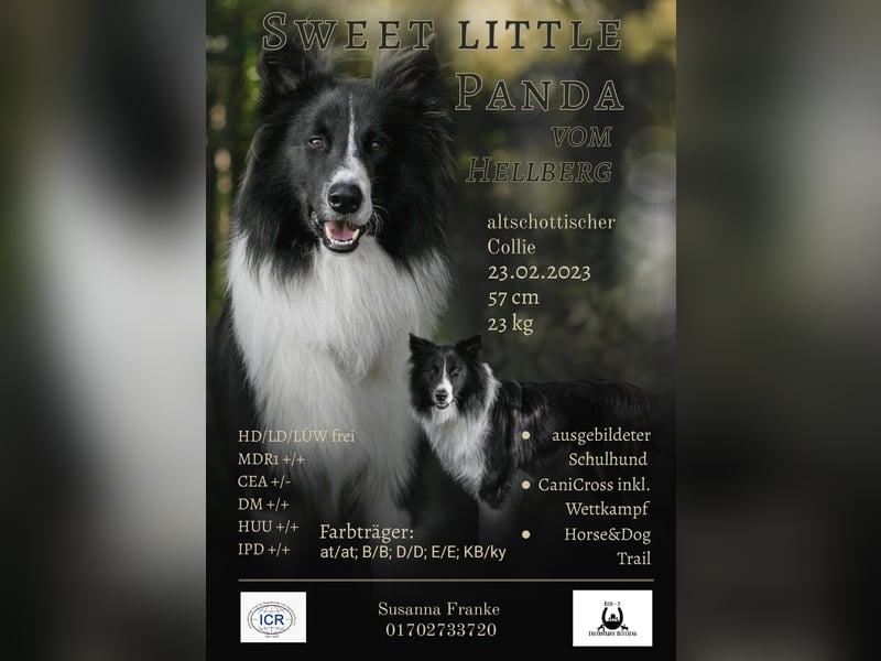Altschottischer Collie