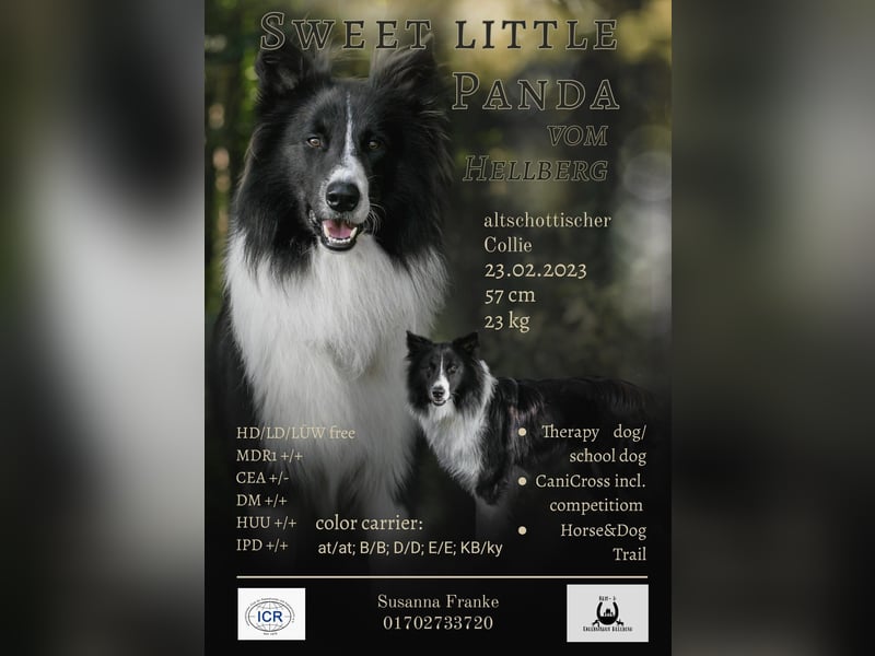 Altschottischer Collie
