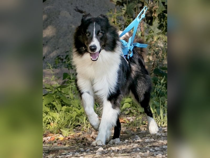 Altschottischer Collie