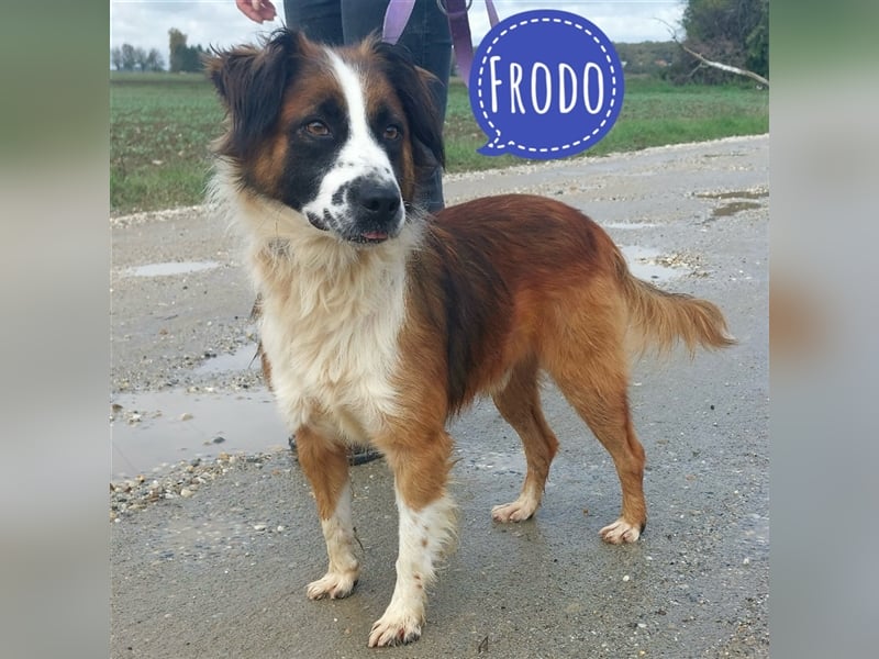 Frodo ein Hübscher Schatz