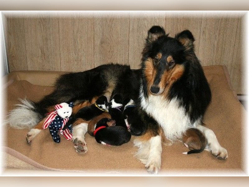 Langhaar Collie, Rough Collie amerikaisch Linie   -FCI-Papiere