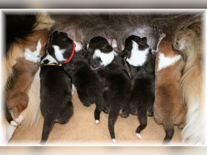 Langhaar Collie, Rough Collie amerikaisch Linie   -FCI-Papiere