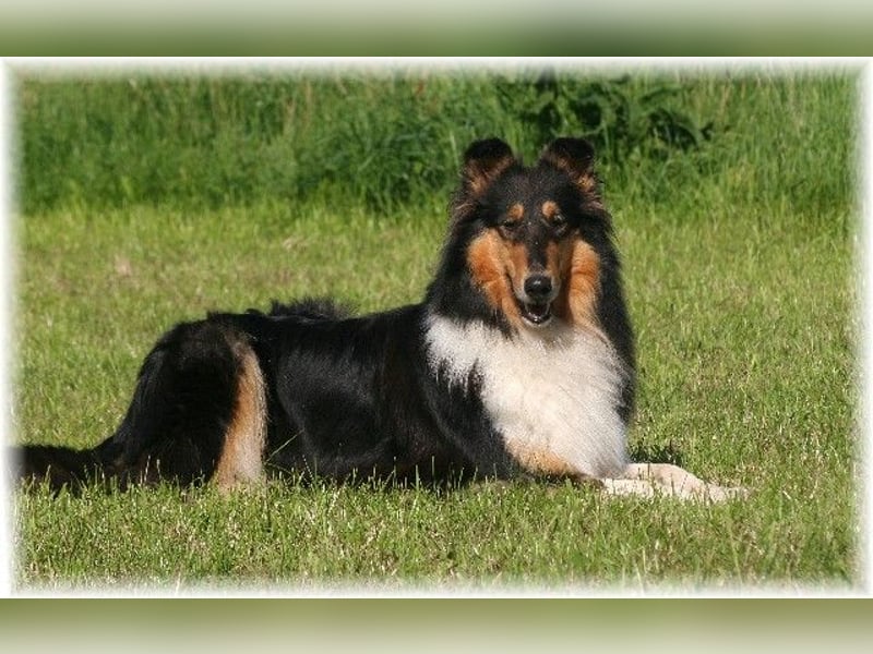 Langhaar Collie, Rough Collie amerikaisch Linie   -FCI-Papiere