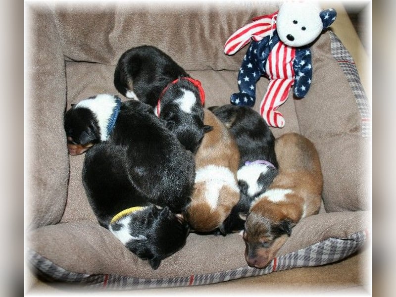 Langhaar Collie, Rough Collie amerikaisch Linie   -FCI-Papiere