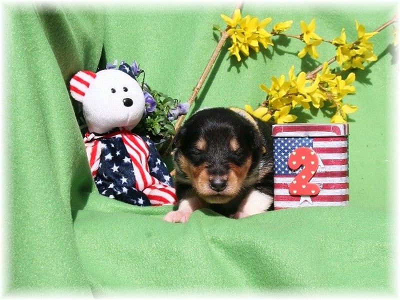 Langhaar Collie, Rough Collie amerikaisch Linie   -FCI-Papiere