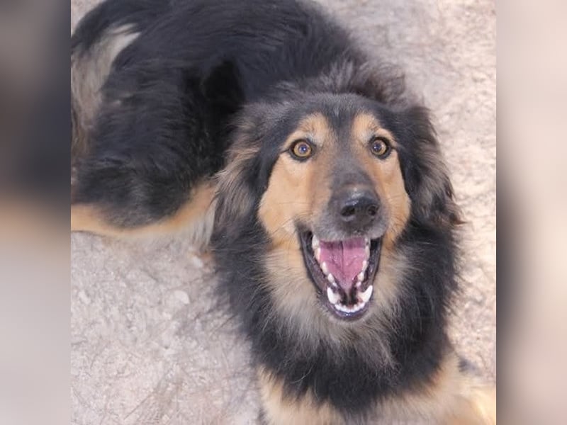Sportlicher Collie Mix sucht sportliche Familie