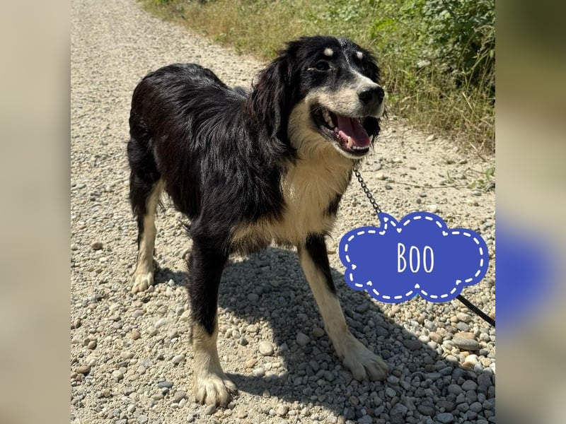 Boo möchte Liebe erfahren