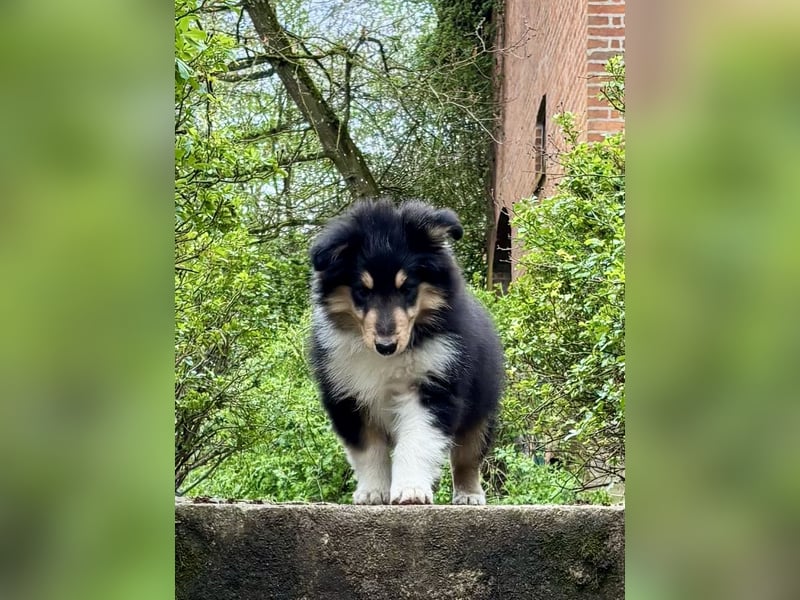 Colliewelpe im amerikanischen Typ