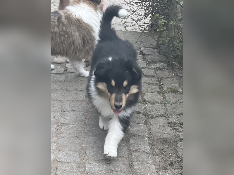 Colliewelpe im amerikanischen Typ