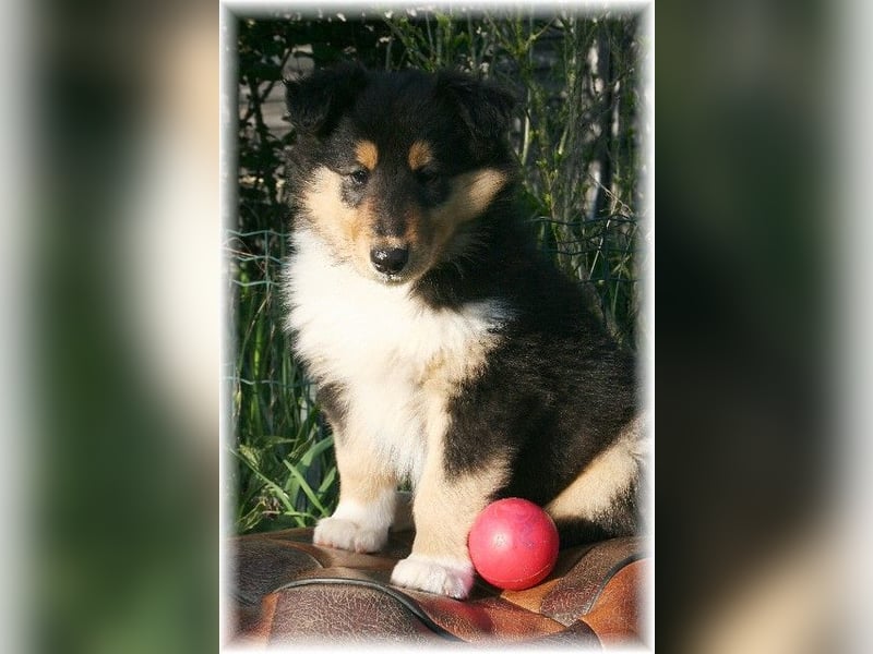 Langhaar Collie Rough Collie amerikanische Linie VDH Welpen