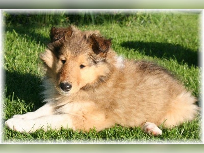 Langhaar Collie Rough Collie amerikanische Linie VDH Welpen