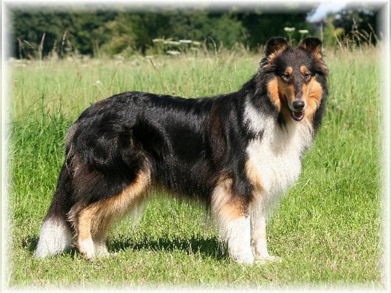 Langhaar Collie Rough Collie amerikanische Linie VDH Welpen