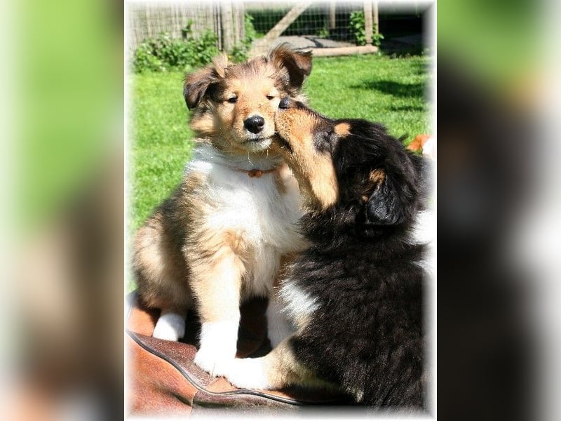 Langhaar Collie Rough Collie amerikanische Linie VDH Welpen