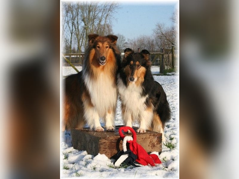 Langhaar Collie Rough Collie amerikanische Linie VDH Welpen