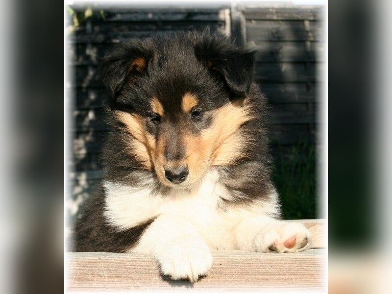Langhaar Collie Rough Collie amerikanische Linie VDH Welpen