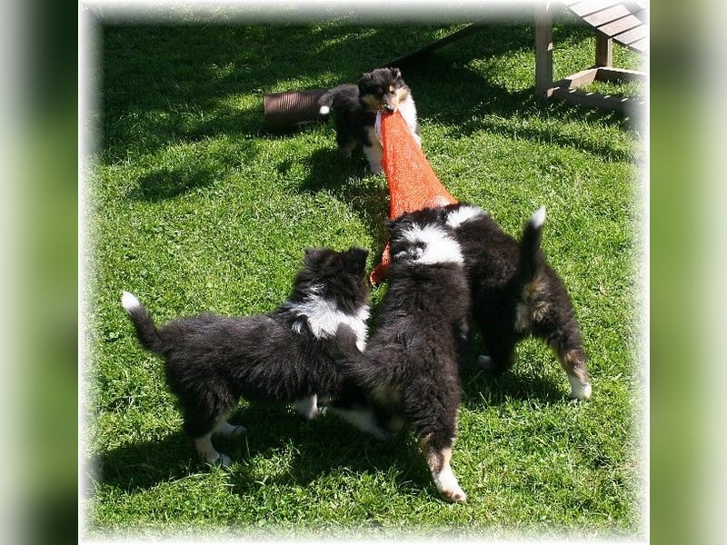 Langhaar Collie Rough Collie amerikanische Linie VDH Welpen