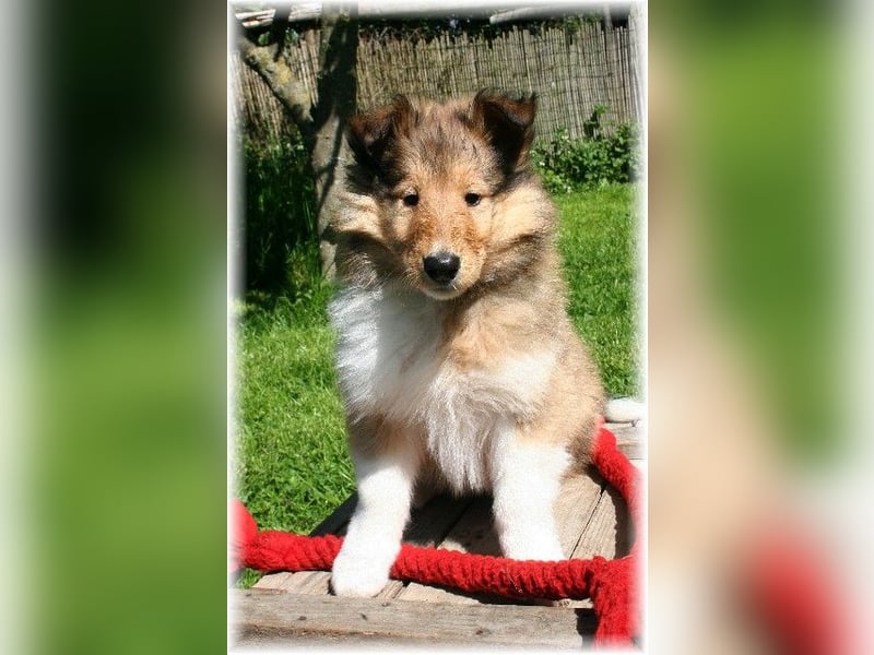 Langhaar Collie Rough Collie amerikanische Linie VDH Welpen
