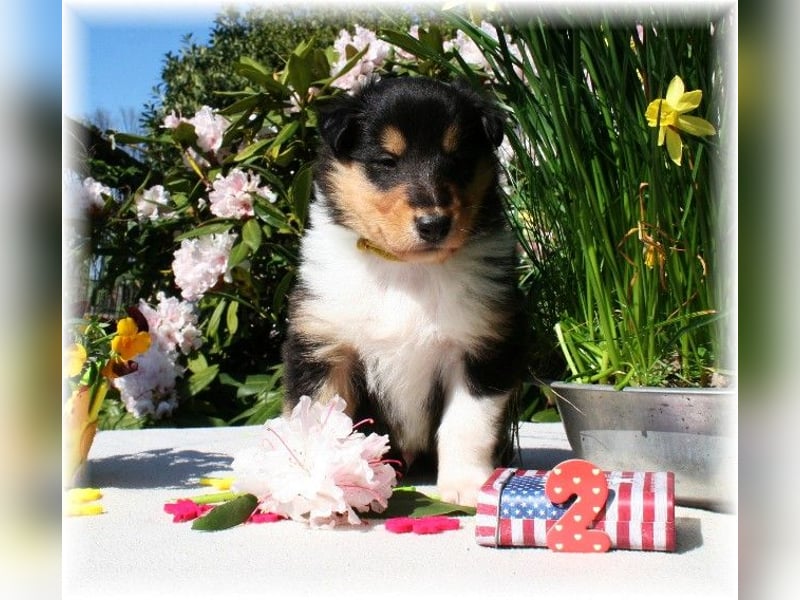 Langhaar Collie Rough Collie amerikanische Linie VDH Welpen