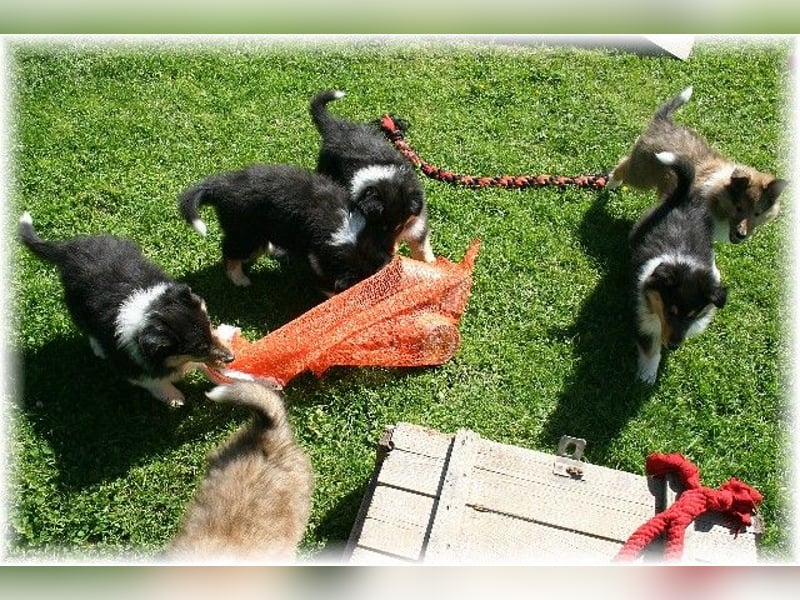 Langhaar Collie Rough Collie amerikanische Linie VDH Welpen