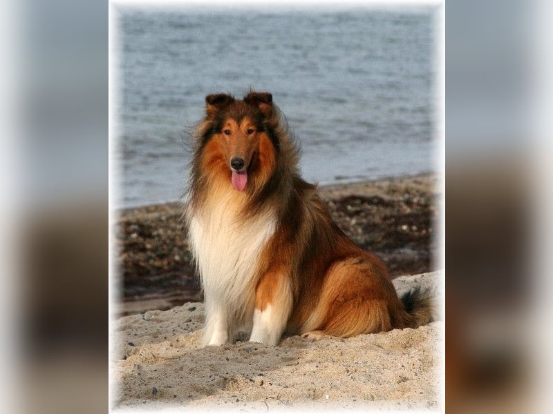 Langhaar Collie Rough Collie amerikanische Linie VDH Welpen