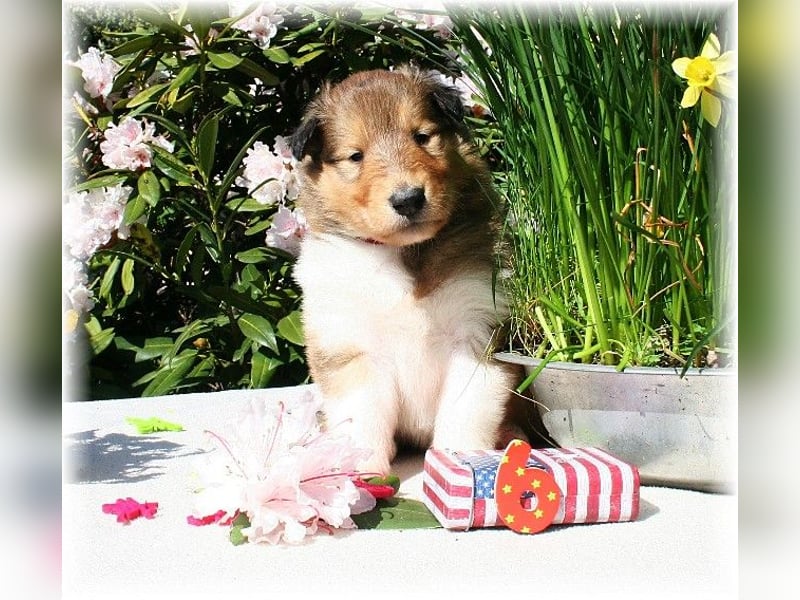 Langhaar Collie Rough Collie amerikanische Linie VDH Welpen