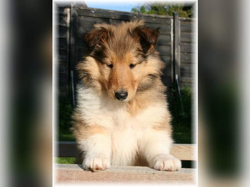 Langhaar Collie Rough Collie amerikanische Linie VDH Welpen