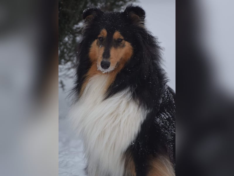 Collie-Deckrüde gesucht