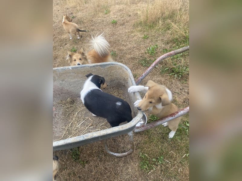 Pflegeleichter Kurzhaar-Collie Fiete