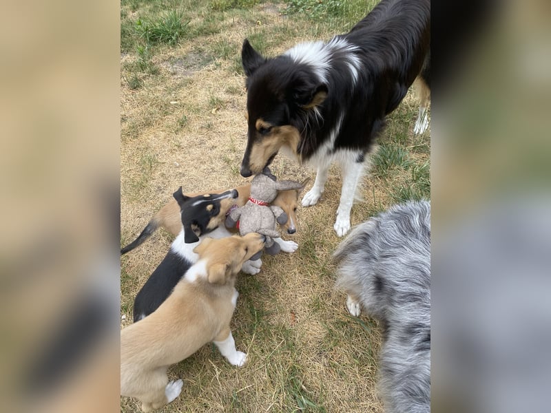 Pflegeleichter Kurzhaar-Collie Fiete