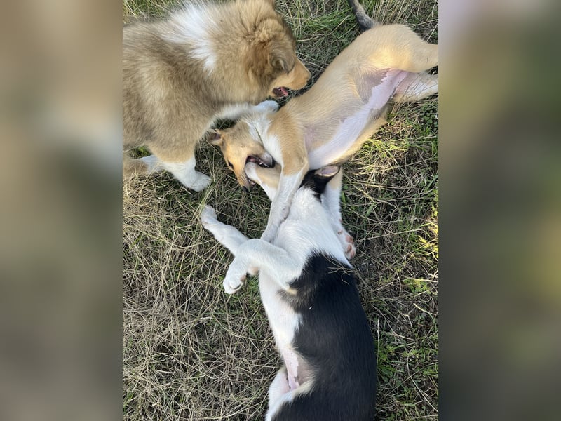 Pflegeleichter Kurzhaar-Collie Fiete