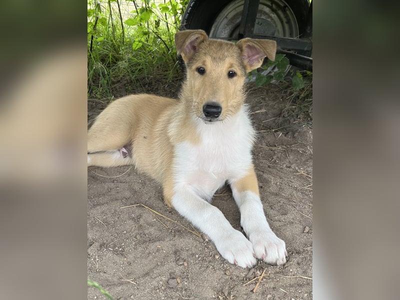 Pflegeleichter Kurzhaar-Collie Fiete