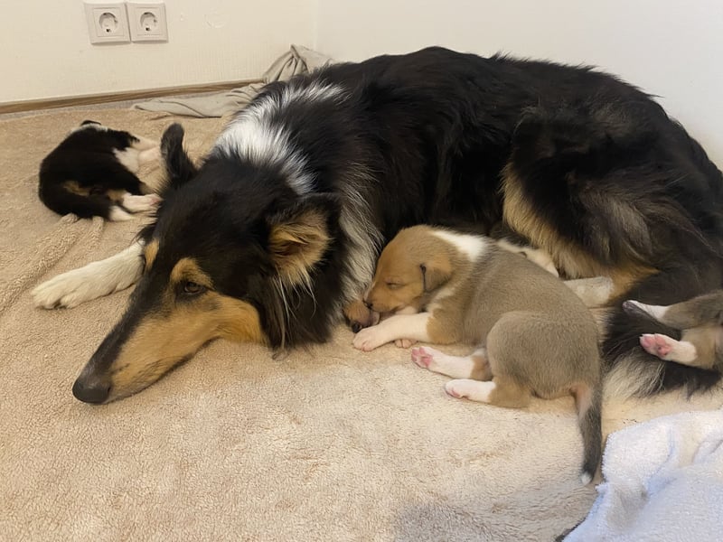 Pflegeleichter Kurzhaar-Collie Fiete